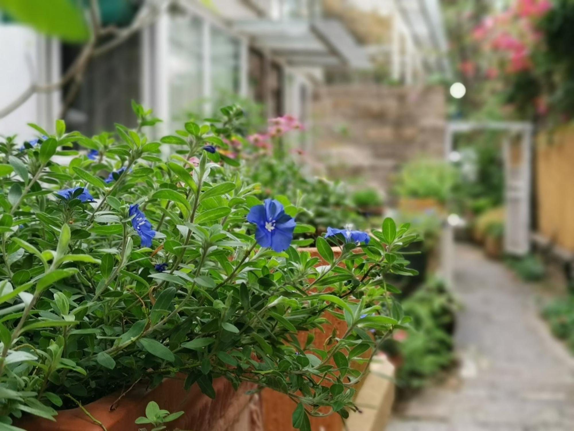 Shenzhen No'6 Garden Villa --French Window With Garden View,Close To Sea World &Shekou Ferry Port &K11 Ecoast &Subway Nearby ,Offer Western Food And Coffee &English Speaking With Tour Services Zewnętrze zdjęcie